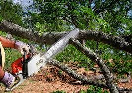 Best Tree Planting Services  in Jacksonville Beach, FL